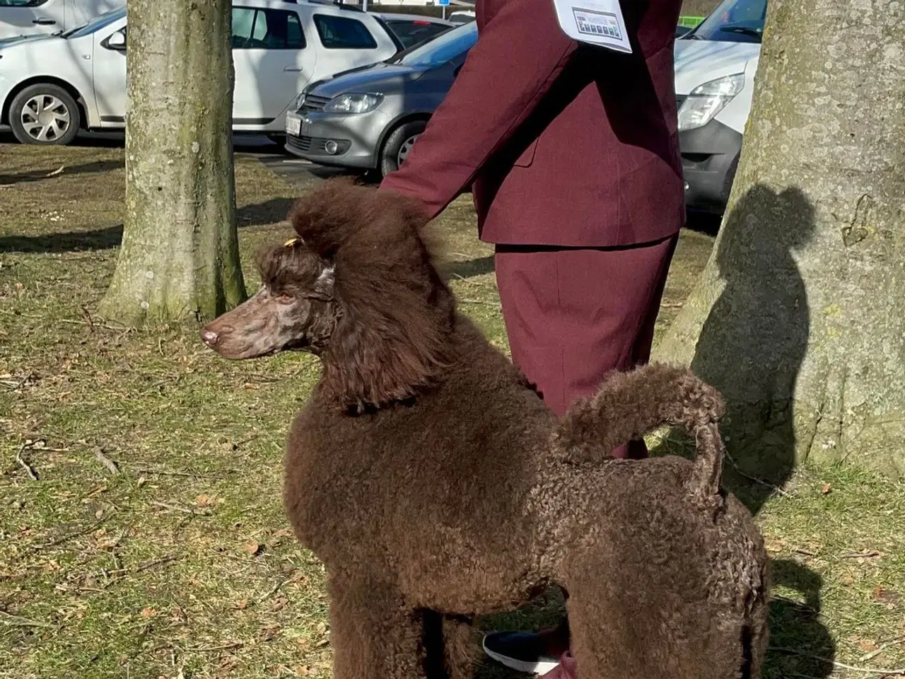 Billede 1 - Hundefrisør/trimming/groomer 