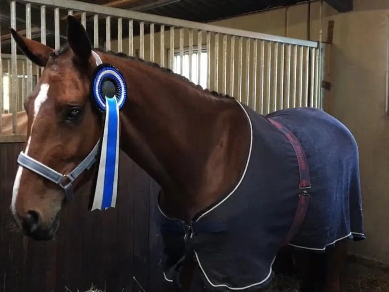 Billede 4 - Super allround hest