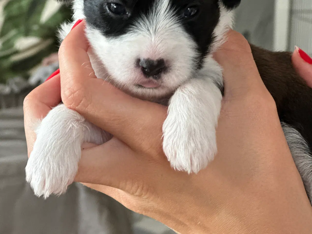 Billede 13 - Bichon Havanais-Jack Russel hvalpe