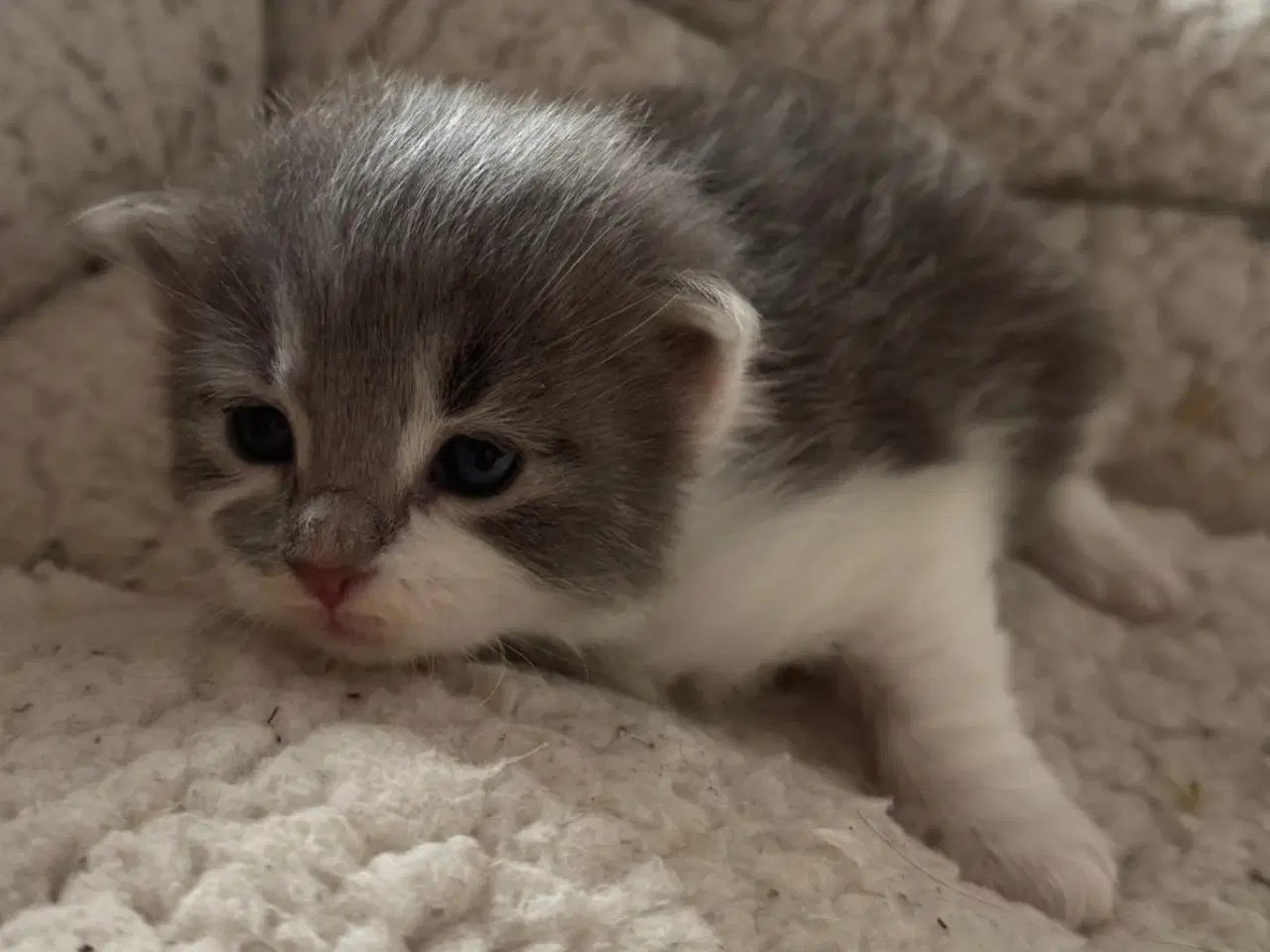 Billede 3 - Maine coon blandings killinger sælges