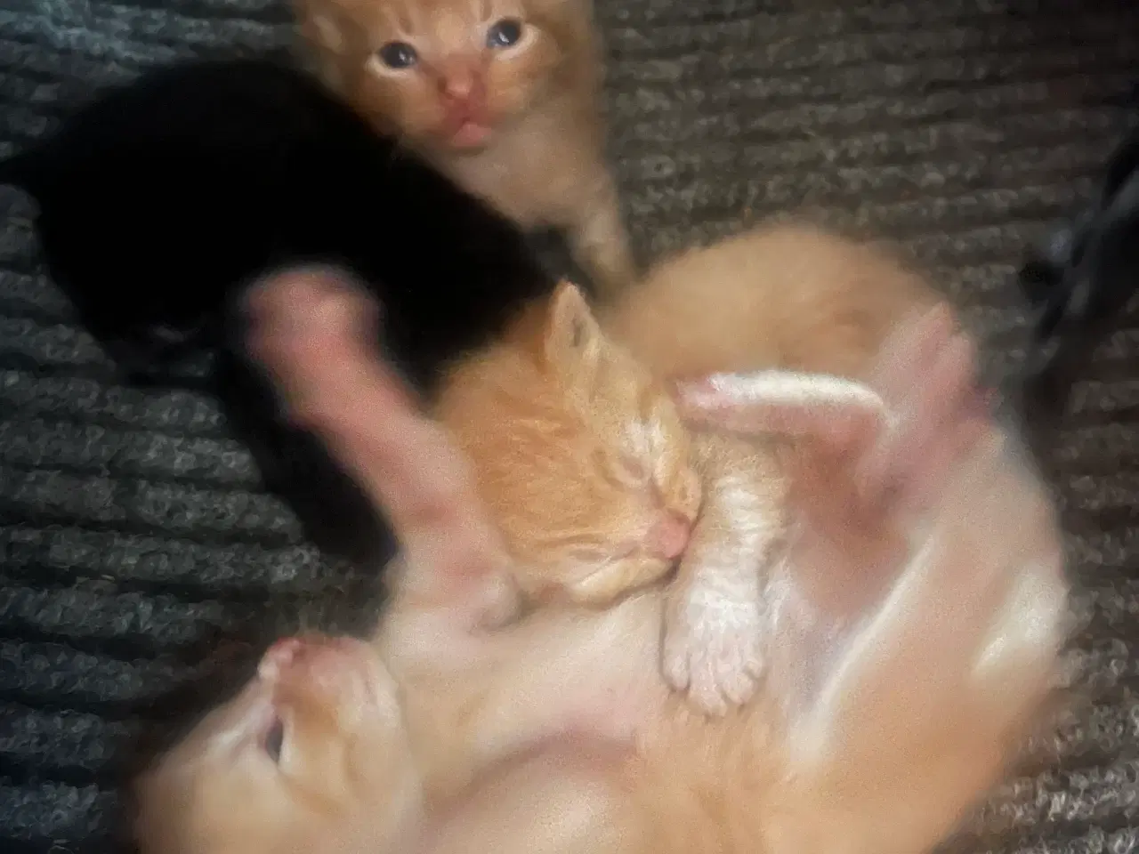 Billede 3 - Katte