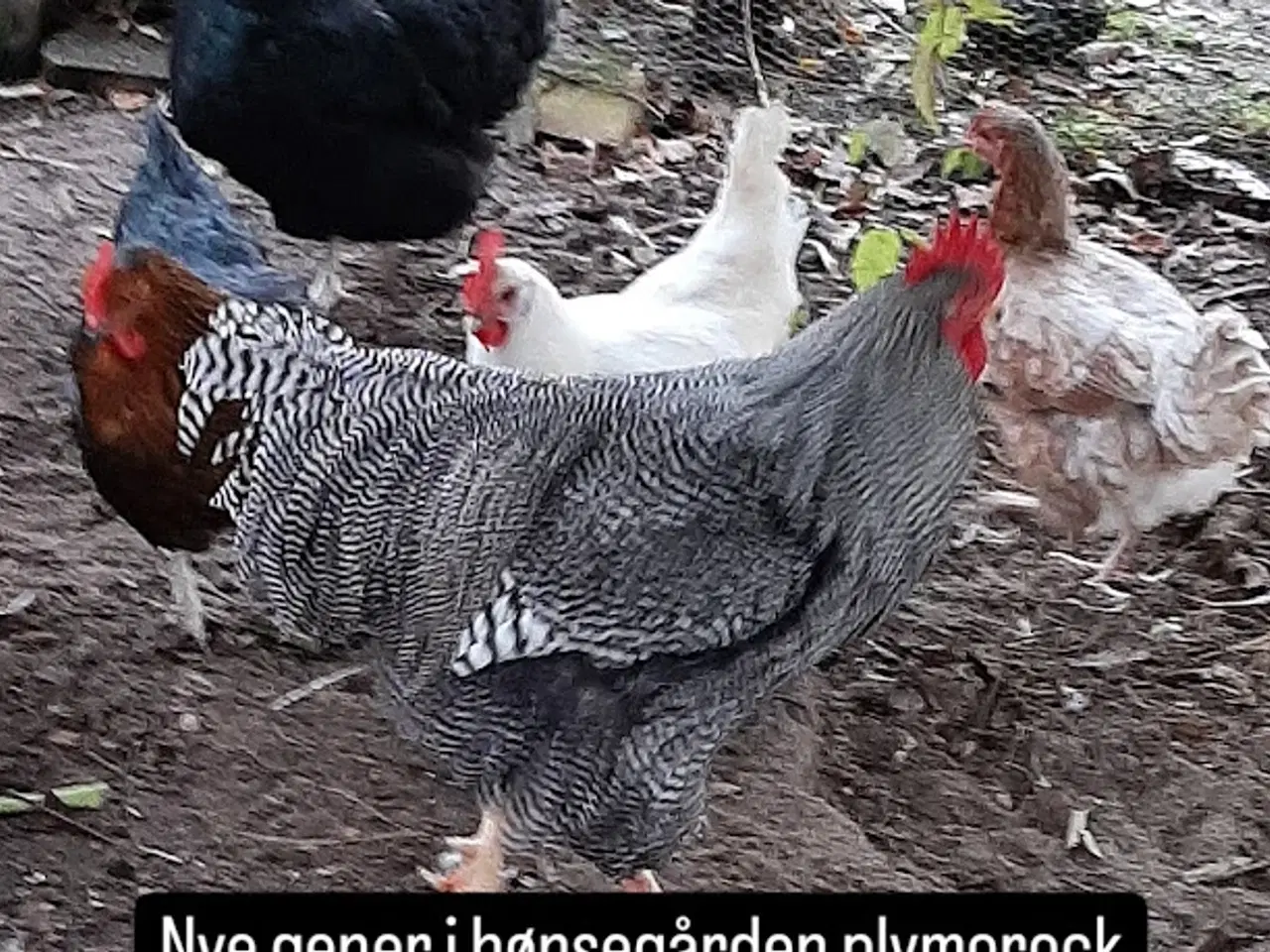 Billede 1 - Hane Plymorock. Fin stamtavle og 1,5 år gammel.