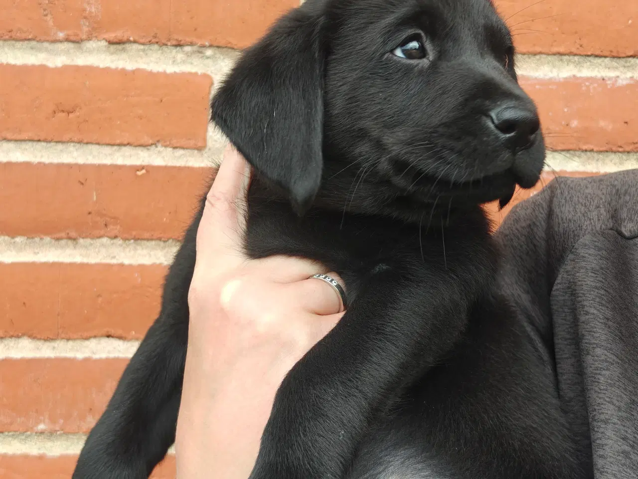 Billede 2 - Labrador formel 1 hvalp på 8 uger.
