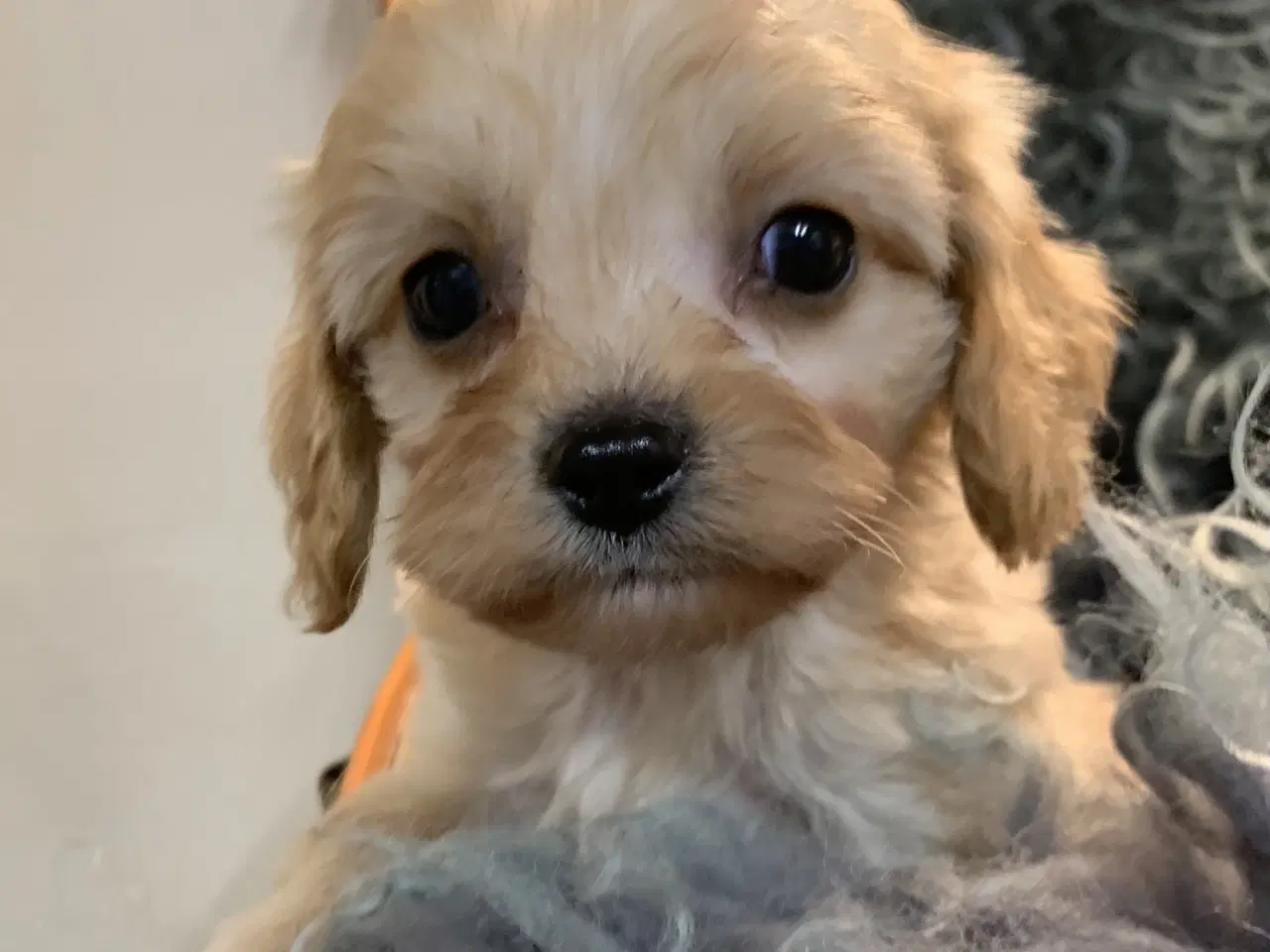 Billede 15 - Mini cavapoo babyer F1