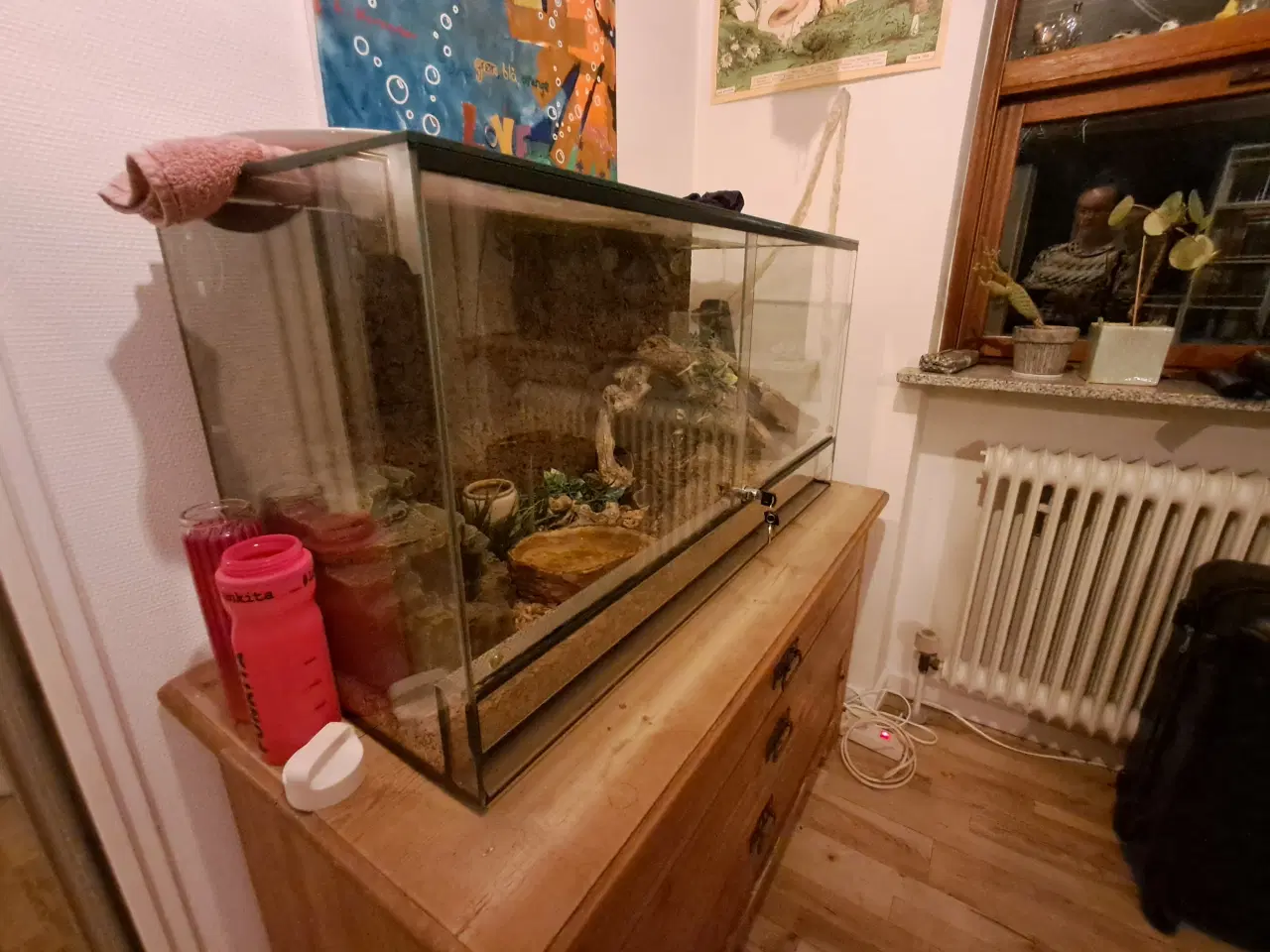 Billede 5 - Kongepyton 