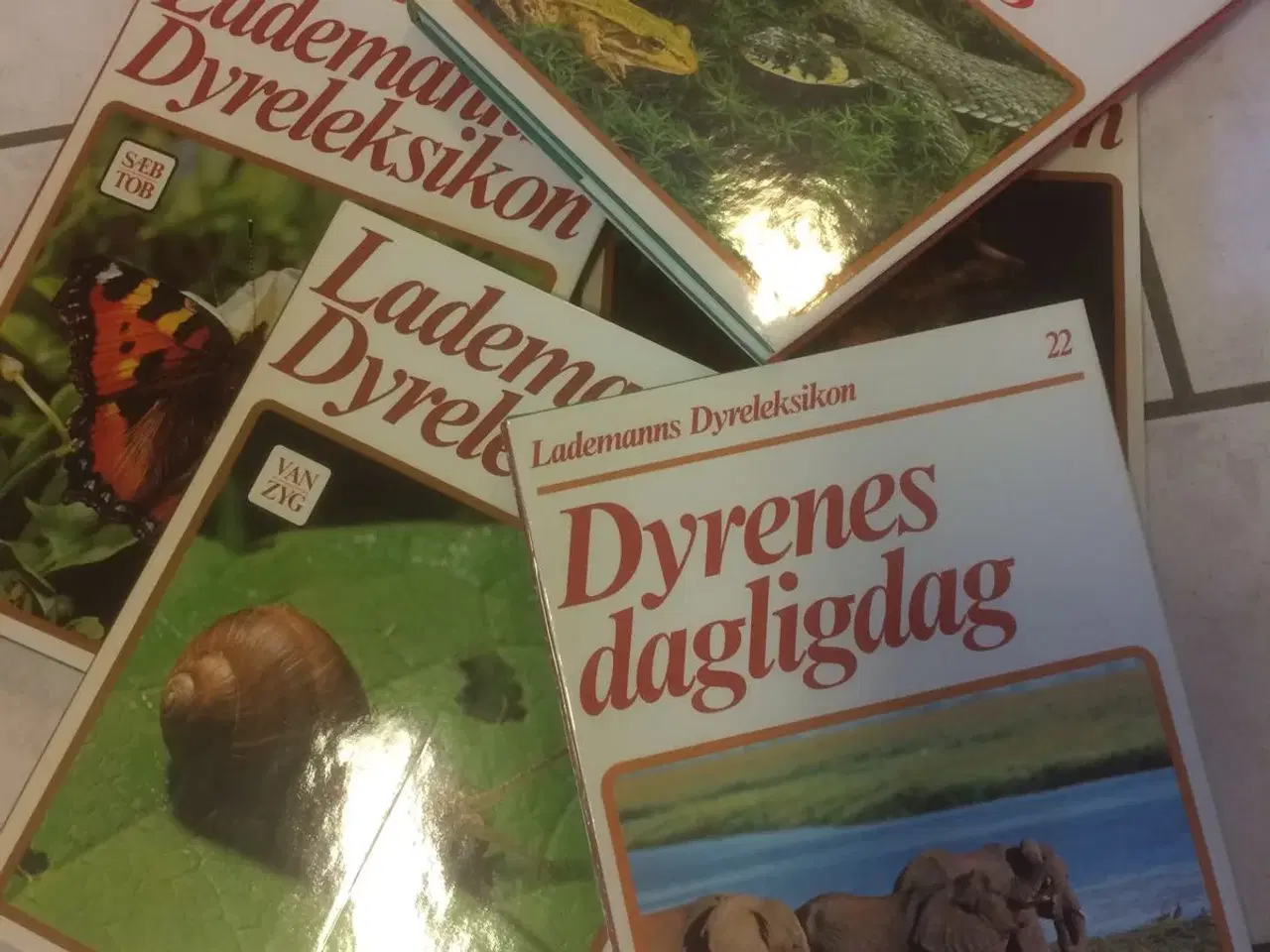 Billede 1 - Dyreleksikon