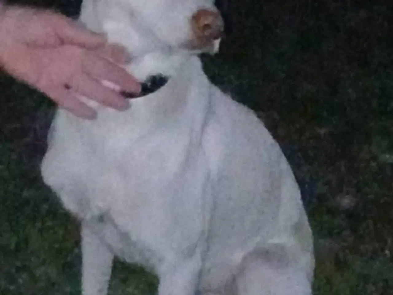 Billede 3 - Snoopy søger sit sidste hjem