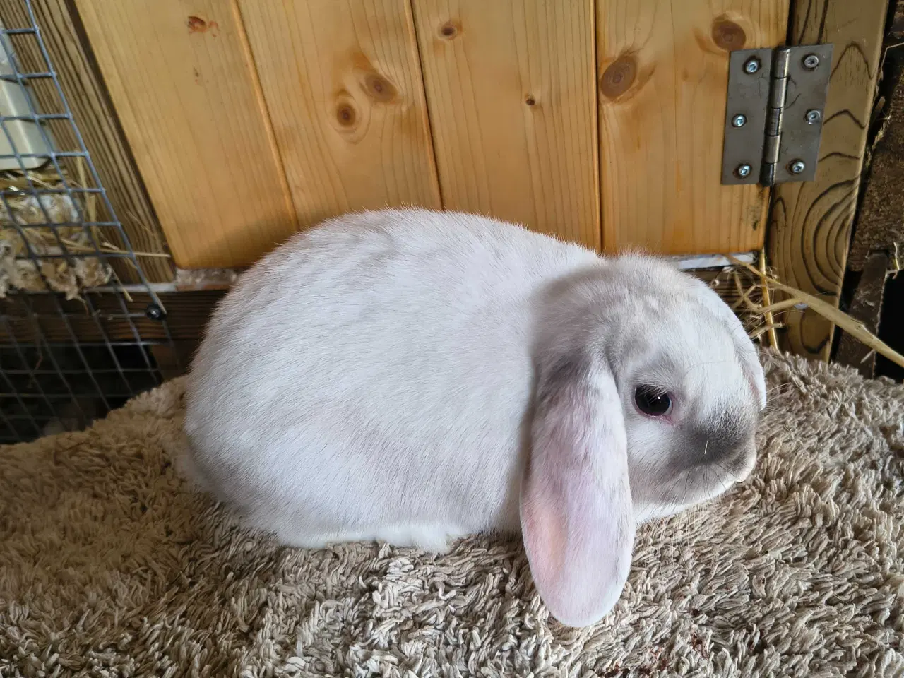 Billede 1 - Siameser unger 10 uger 