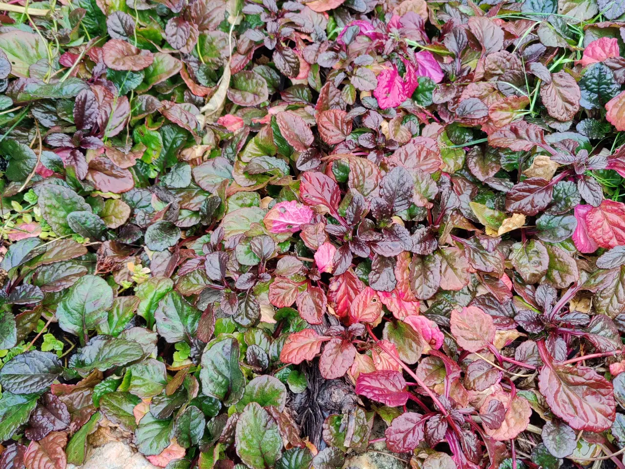 Billede 3 - Flotte nemme Krybende Læbeløs