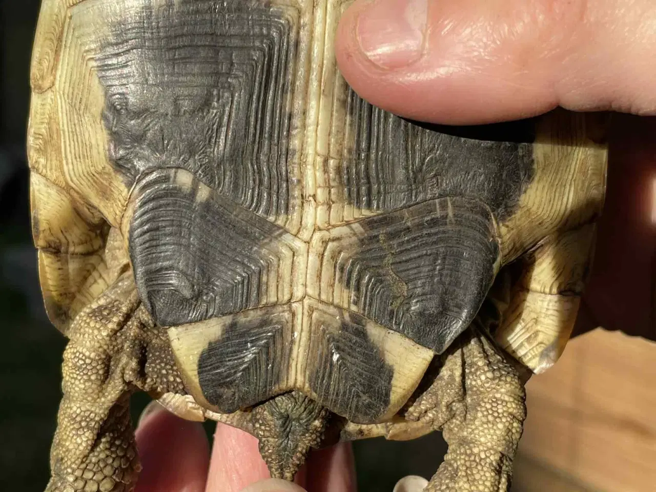 Billede 7 - 2 hun græske landskildpadder 8 år