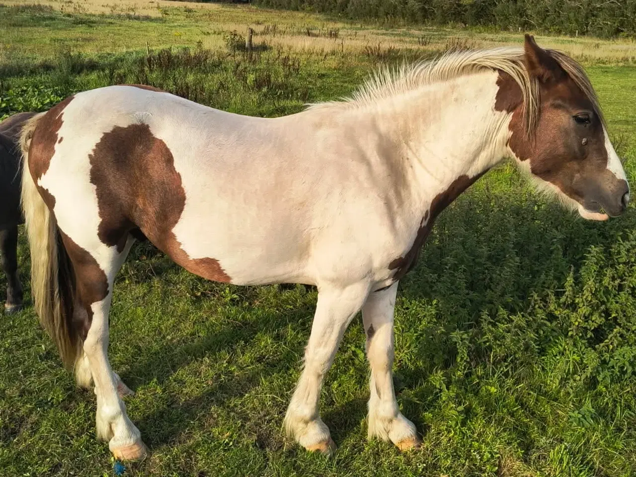 Billede 2 - 2 års vallak, ca. 142 cm i stang