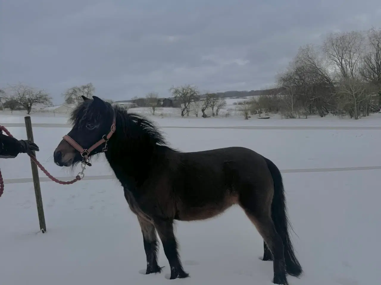 Billede 2 - Sødeste miniature pony sælges/byttes