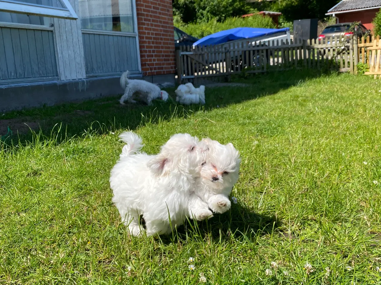 Billede 7 - Malteser hvalpe 🐶