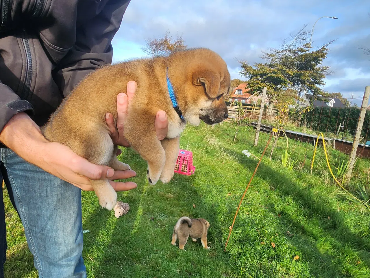 Billede 12 - Shiba inu hvalpe