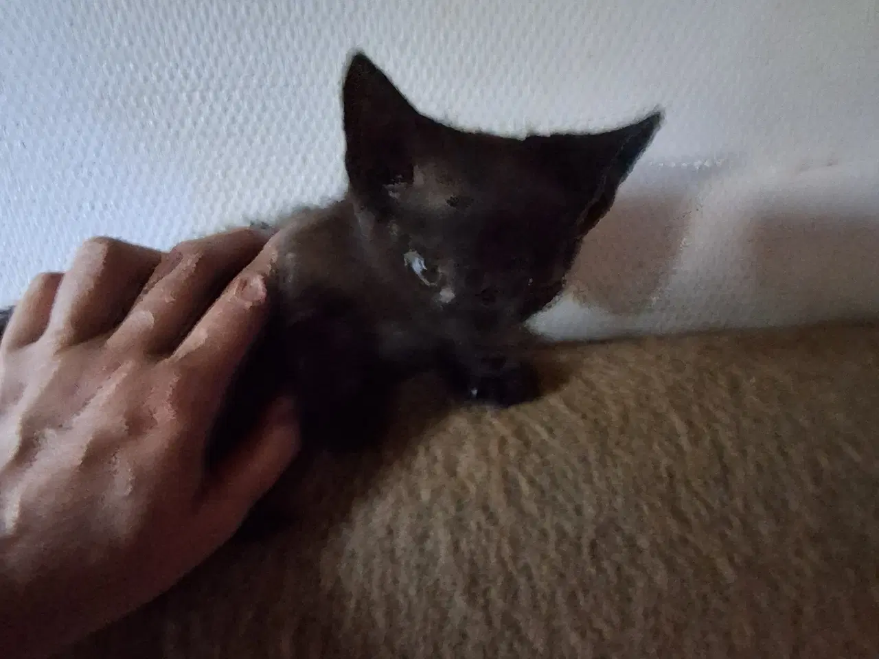 Billede 4 - Minikatkillinger søger nye hjem.