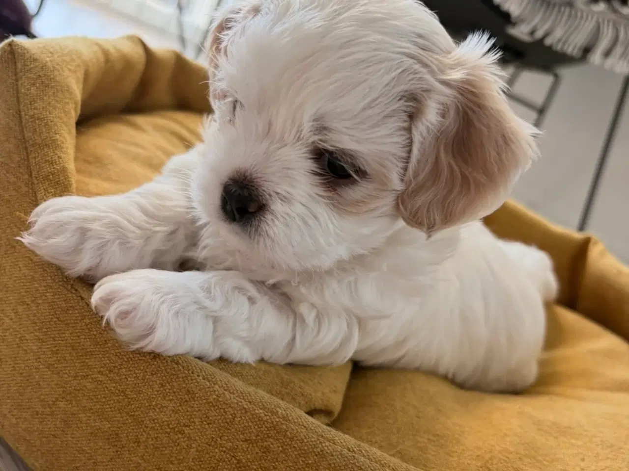 Billede 1 - Havashu-hvalp (Bichon Havanais og Shih Tzu)