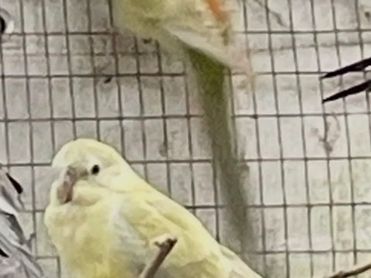 Billede 1 - 2 Sangparakitter 