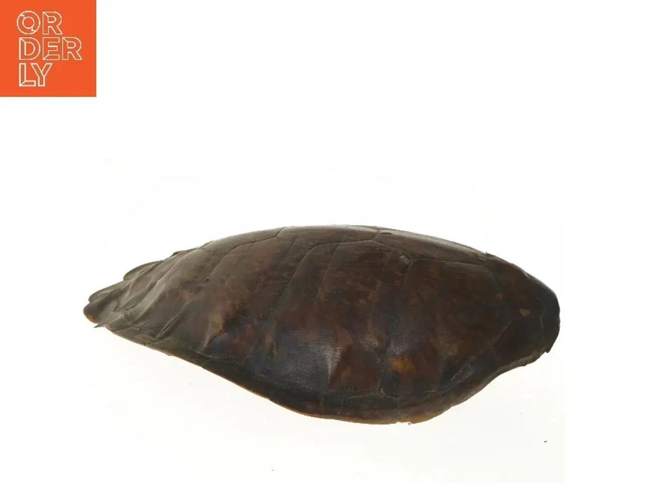 Billede 3 - Dekorativ skildpaddeskal (str. 49 cm)