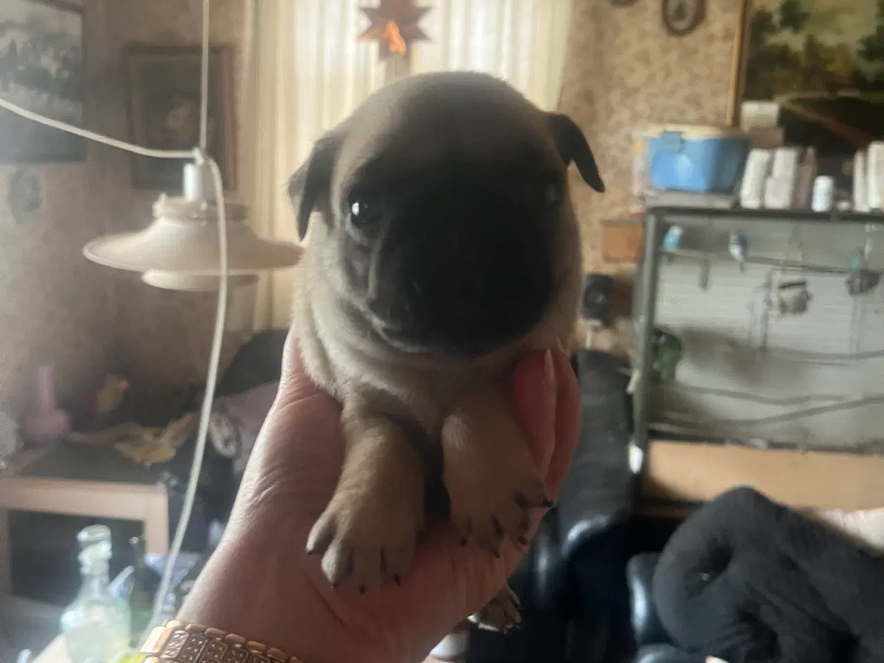Billede 4 - Mops hvalpe 
