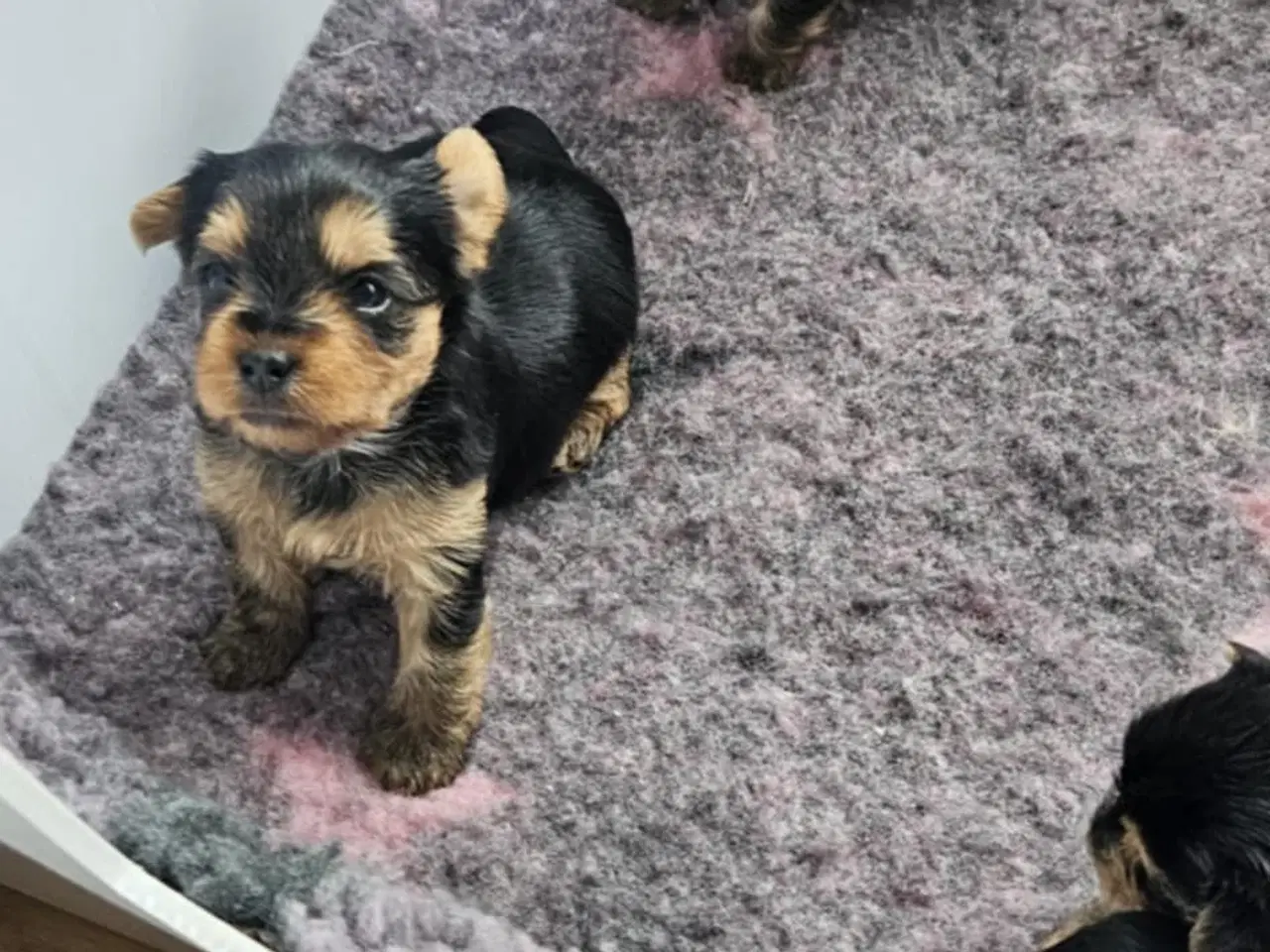 Billede 7 - 4 Yorkshire terrier hvalpe søgør kærlige hjem