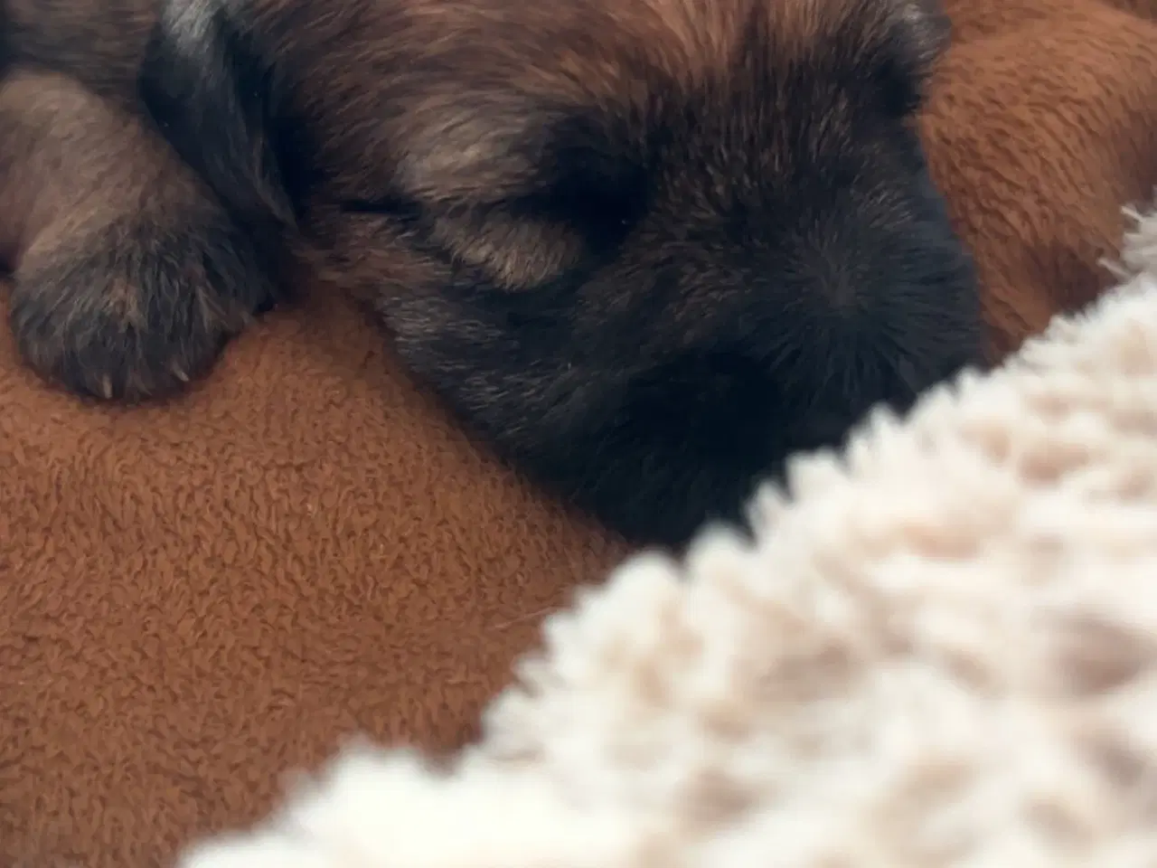 Billede 5 - Irish softcoated Wheaten terrier