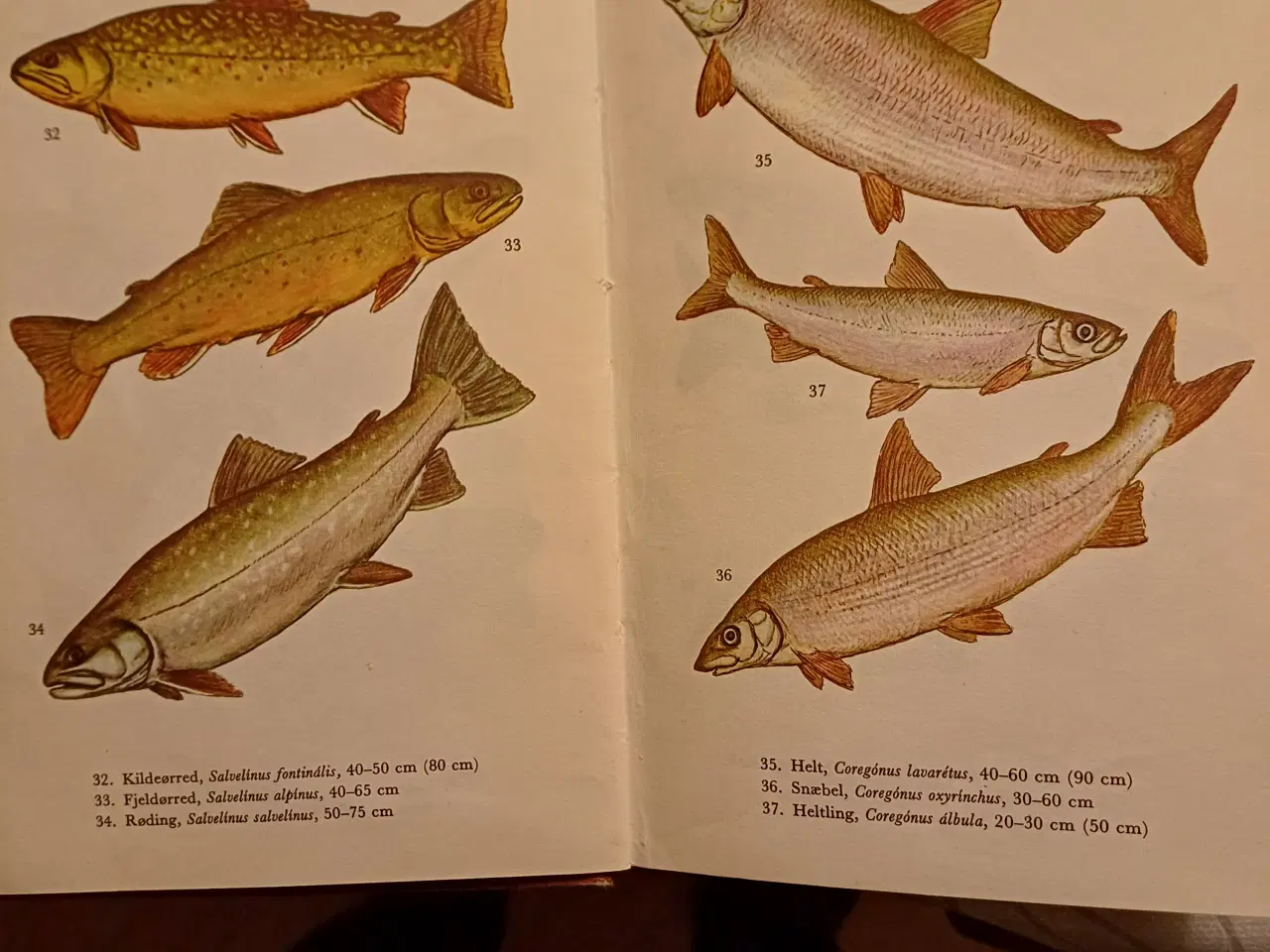 Billede 6 - Opslagsbøger om fugle, fisk, husdyr og havets dyr 