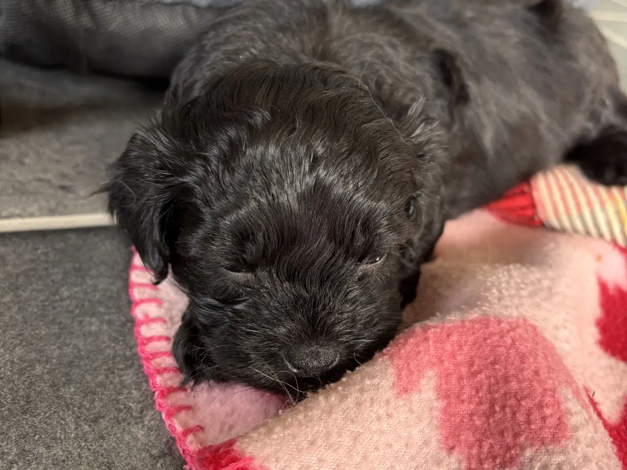 Billede 16 - Skønne Puddelblandinger💗