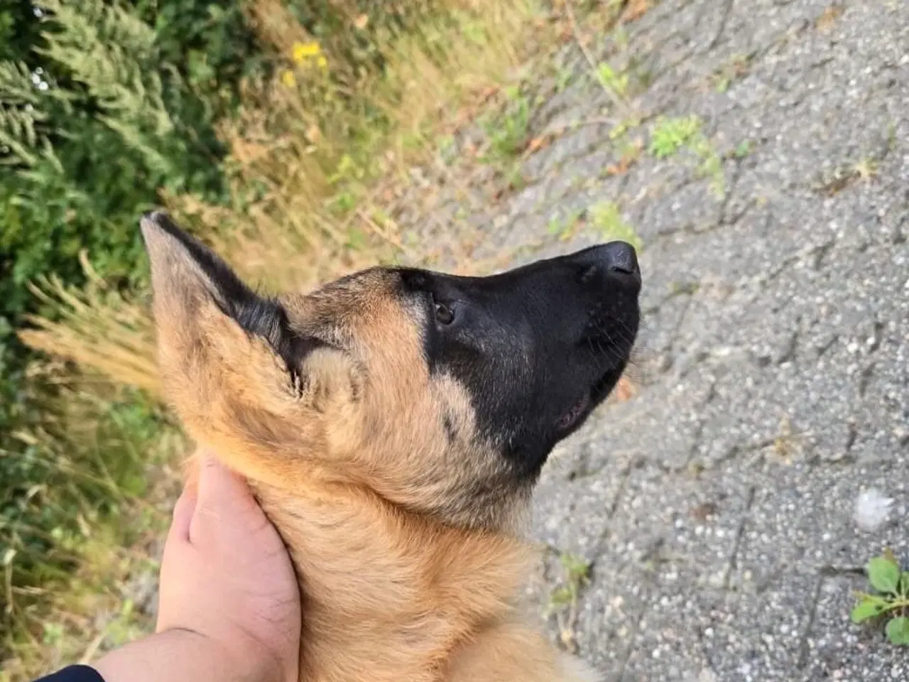 Billede 3 - Malinois