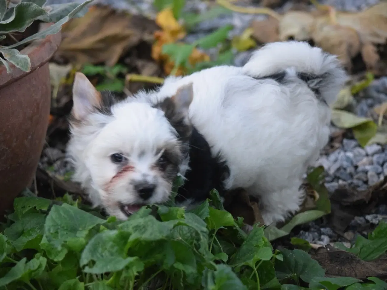 Billede 2 - Biewer Yorkshire terrier