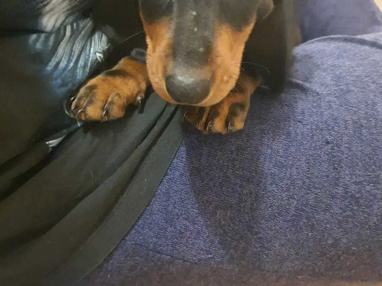 Billede 4 - Mini Gravhunde