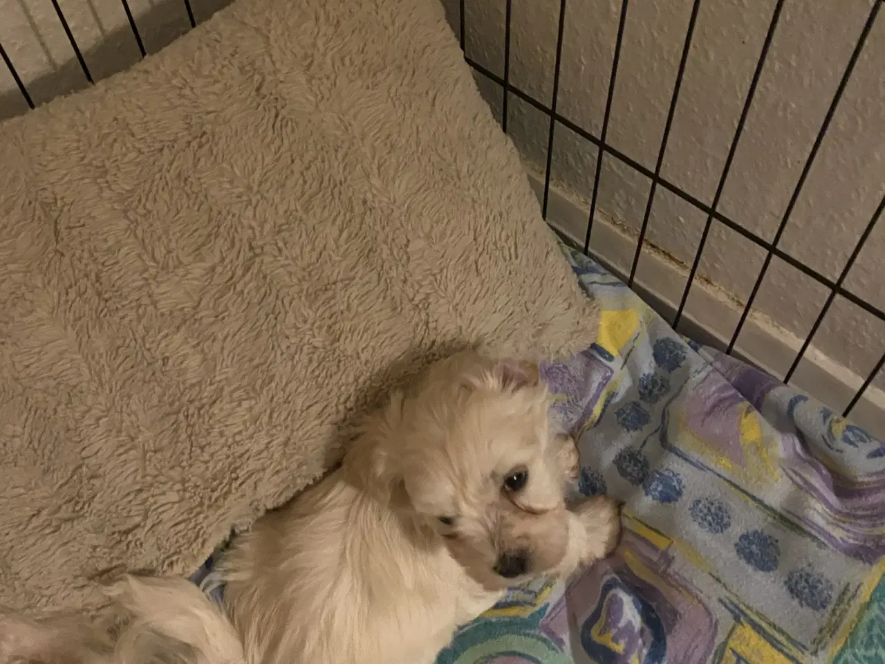 Billede 3 - Små maltipoo