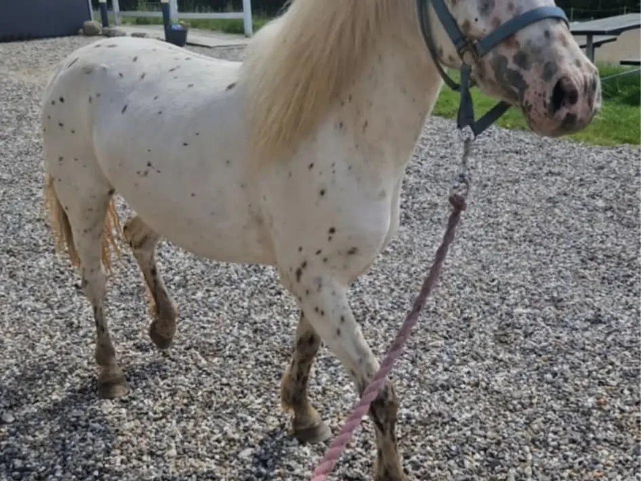 Billede 2 - 4 års Knabstrupper pony 