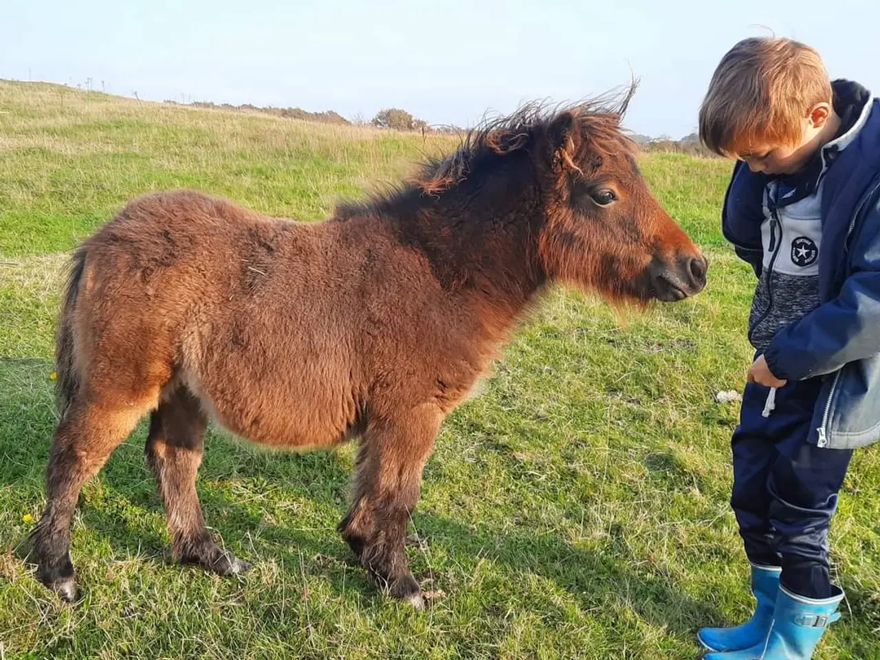 Billede 7 - Sød shetlænder hingst plag 