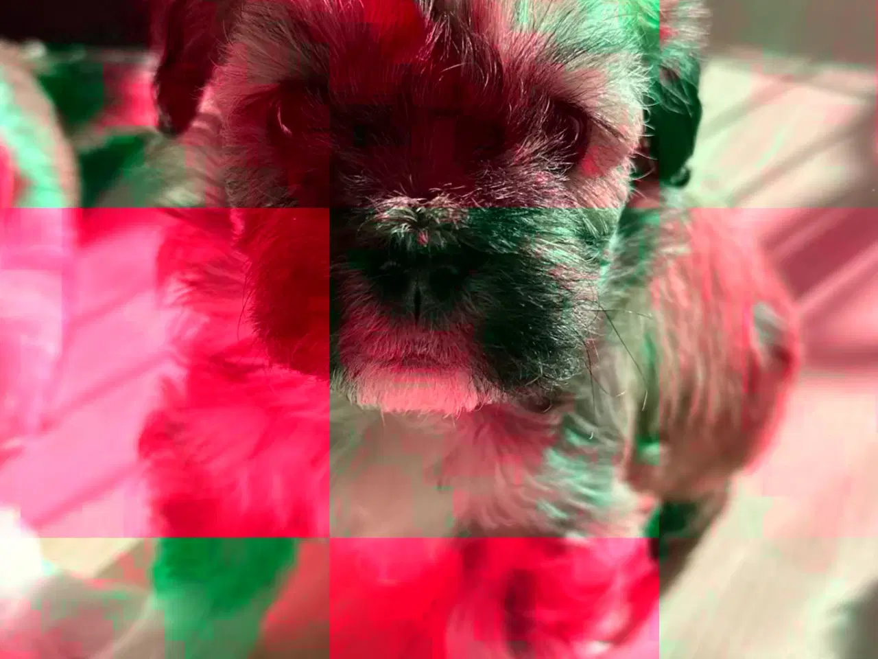 Billede 5 - Lhasa apso hvalpe