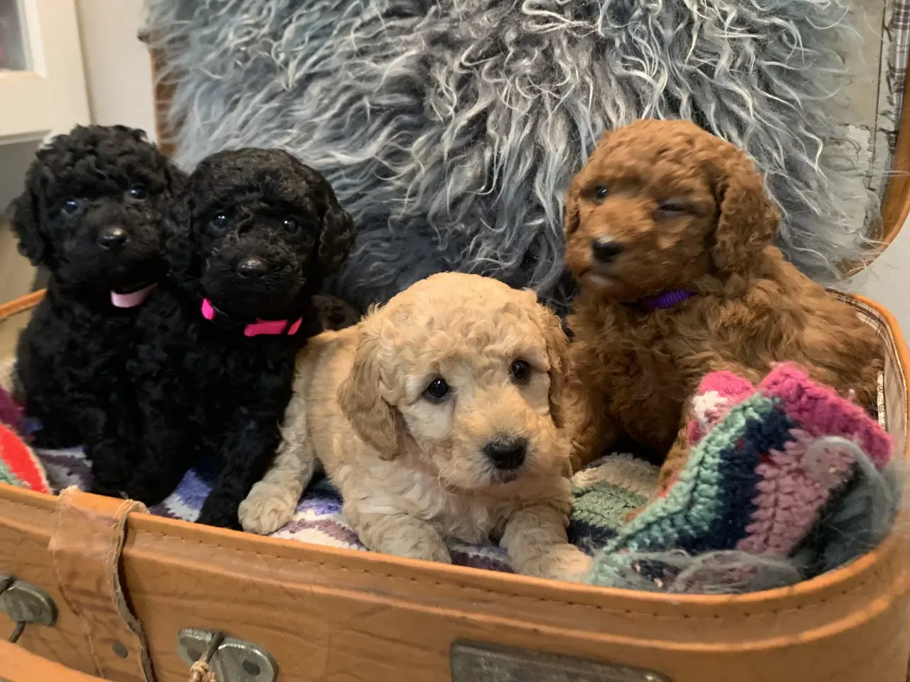 Billede 15 - De skønneste Golden Doodle F1B babyer
