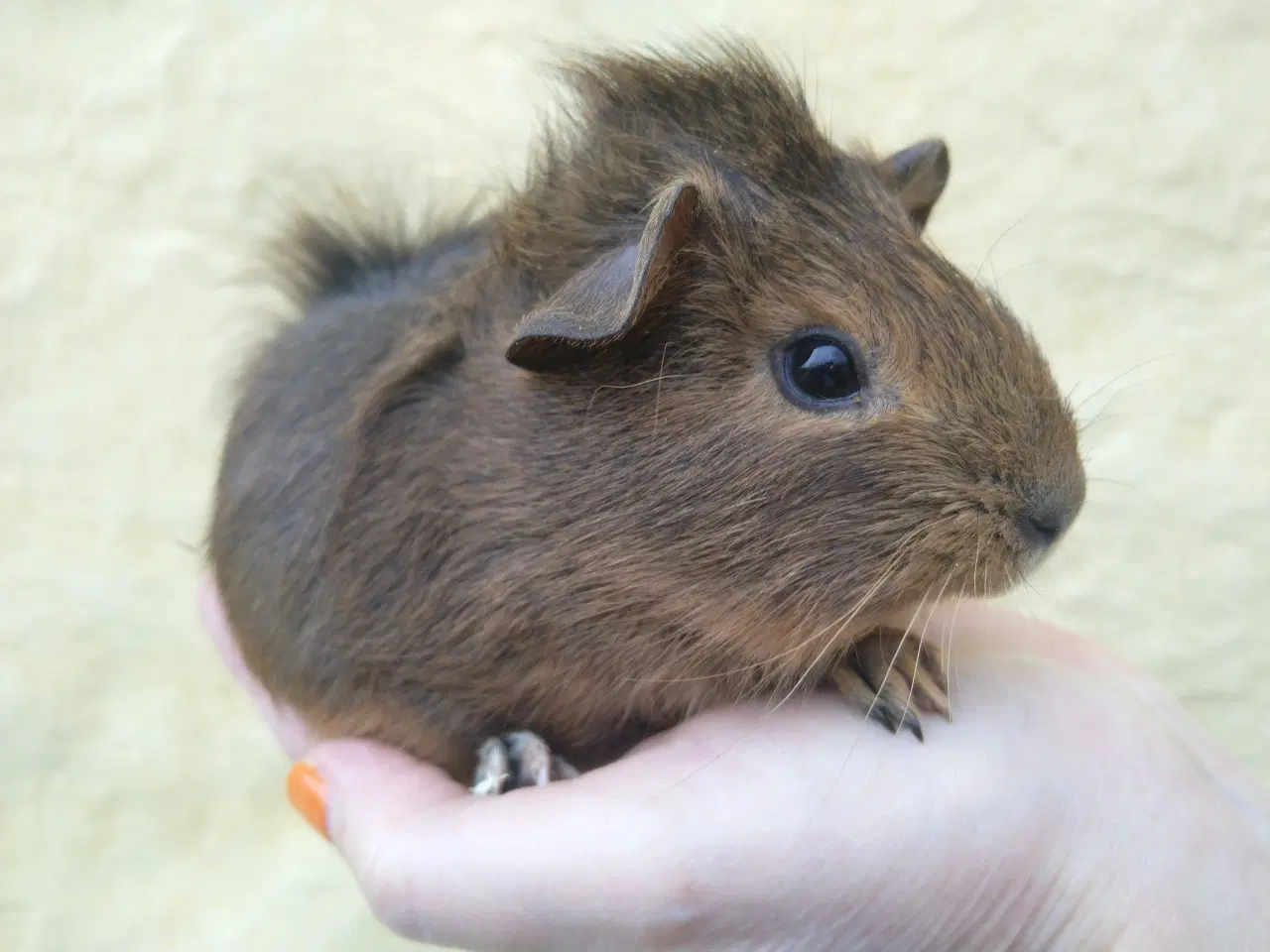 Billede 3 - 2 søstre