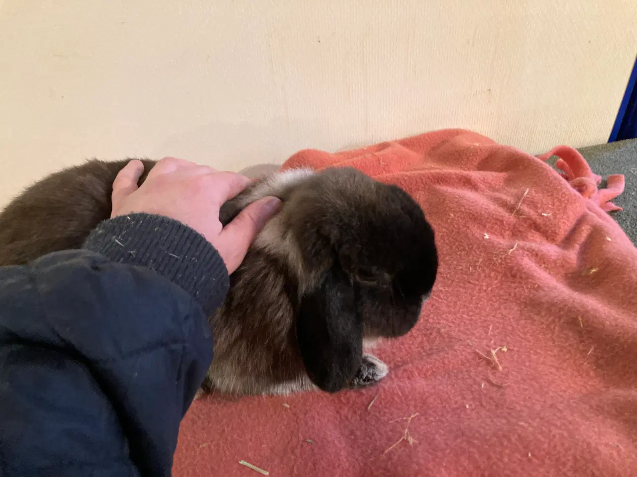 Billede 1 - KASTRERET Minilop dreng