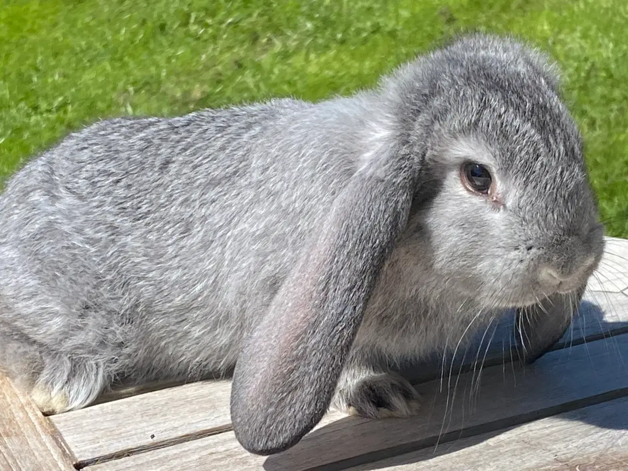 Billede 6 - FRANSK VÆDDER HUN CHINCHILLA