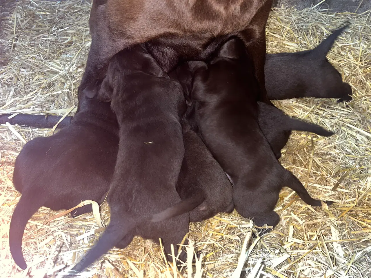 Billede 13 - Skønne brune labradorhvalpe sælges - 5 uger