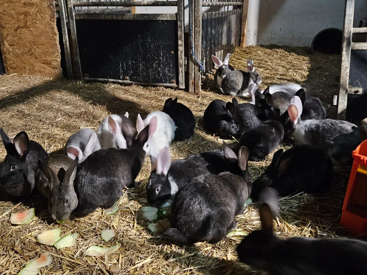 Billede 4 - Søde kanin unger