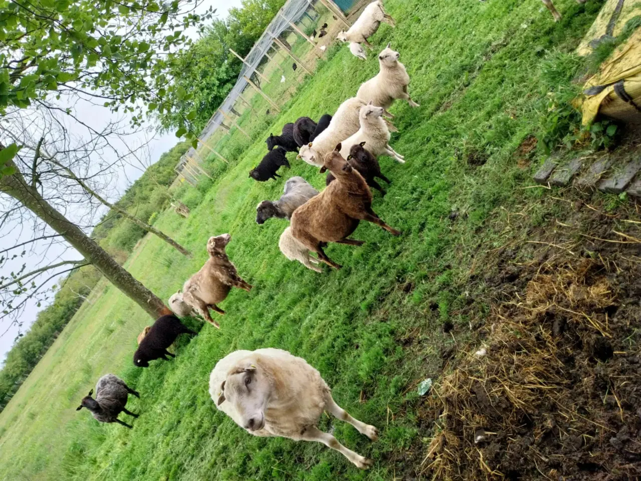 Billede 2 - Sort & hvidt får i 6818 til salg.