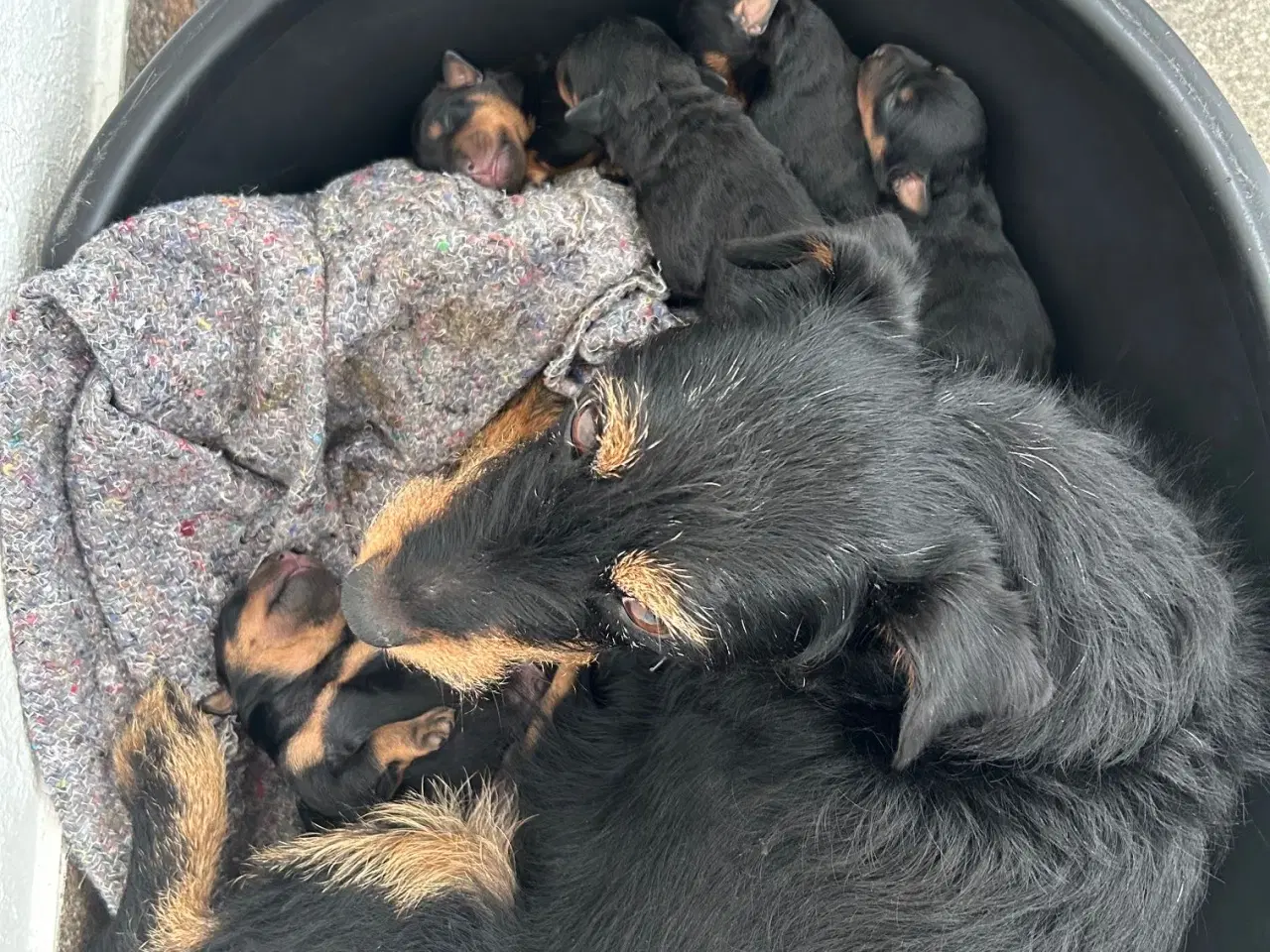 Billede 6 - Tysk jagtterrier hvalpe