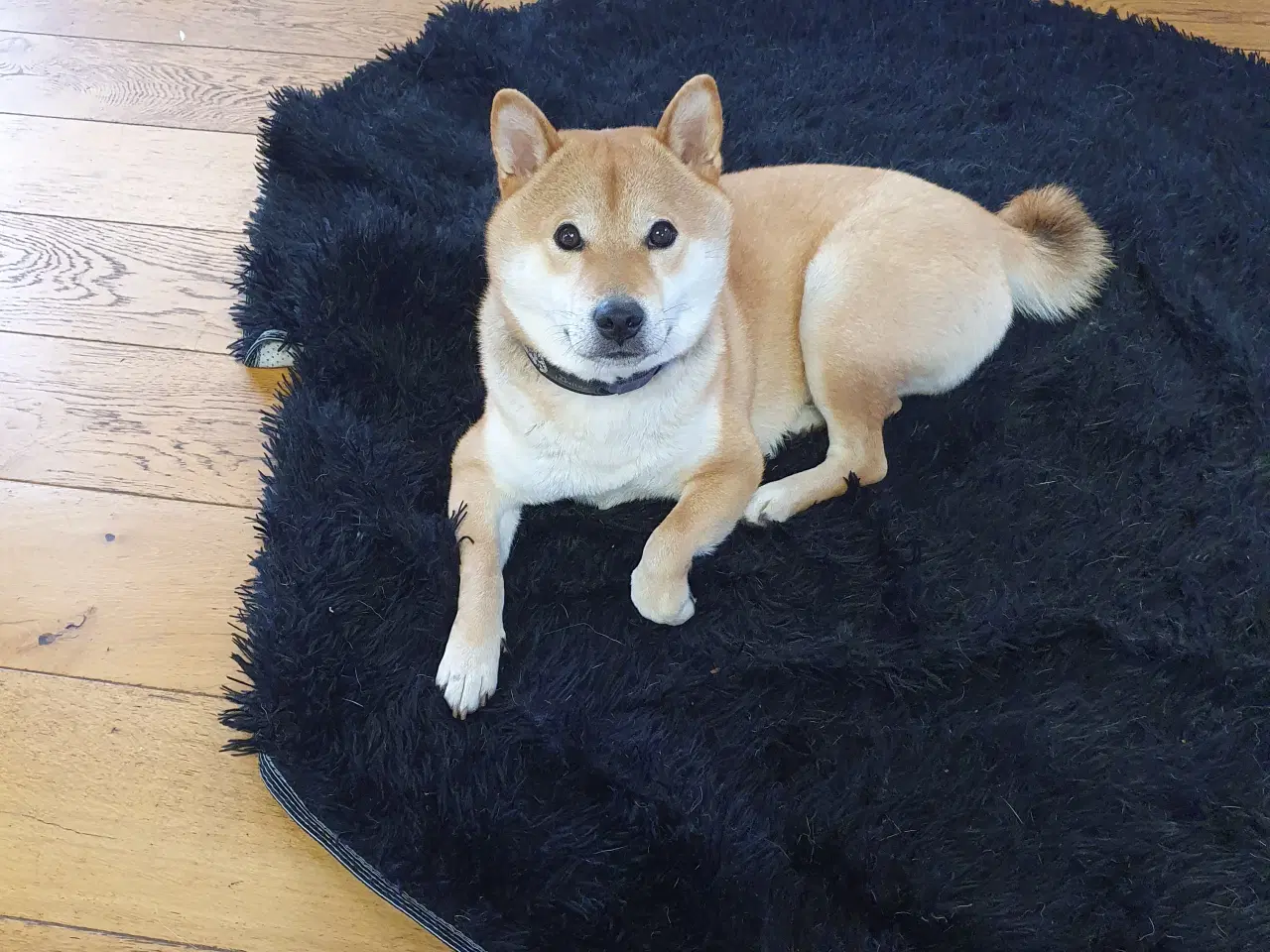 Billede 2 - Shiba Inu han på 23 mdr 