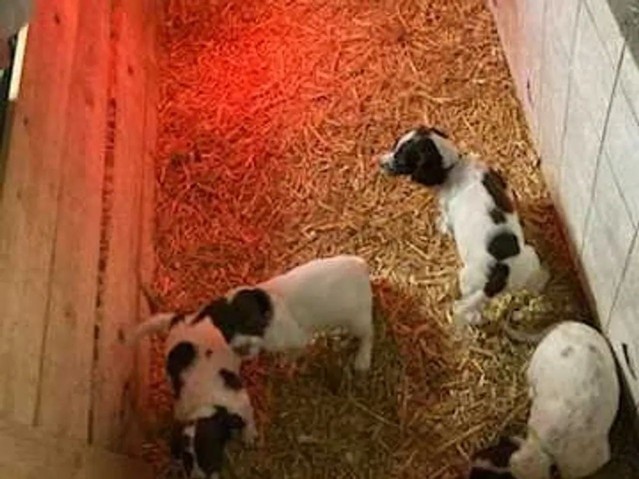 Billede 11 - Springer Spaniel hvalpe 