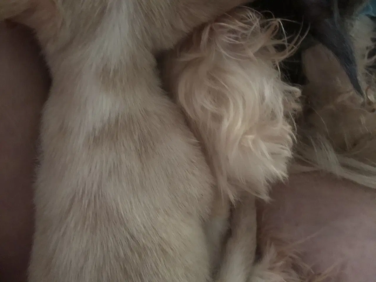 Billede 2 - Shih Tzu / Chihuahua blanding dreng