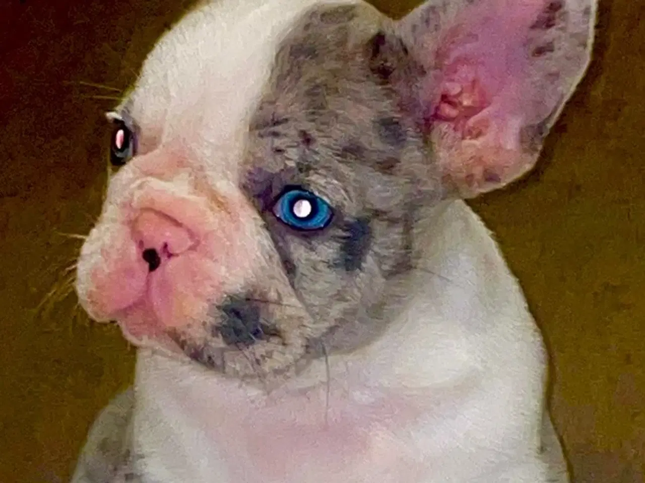 Billede 2 - Fransk Bulldog hvalpe