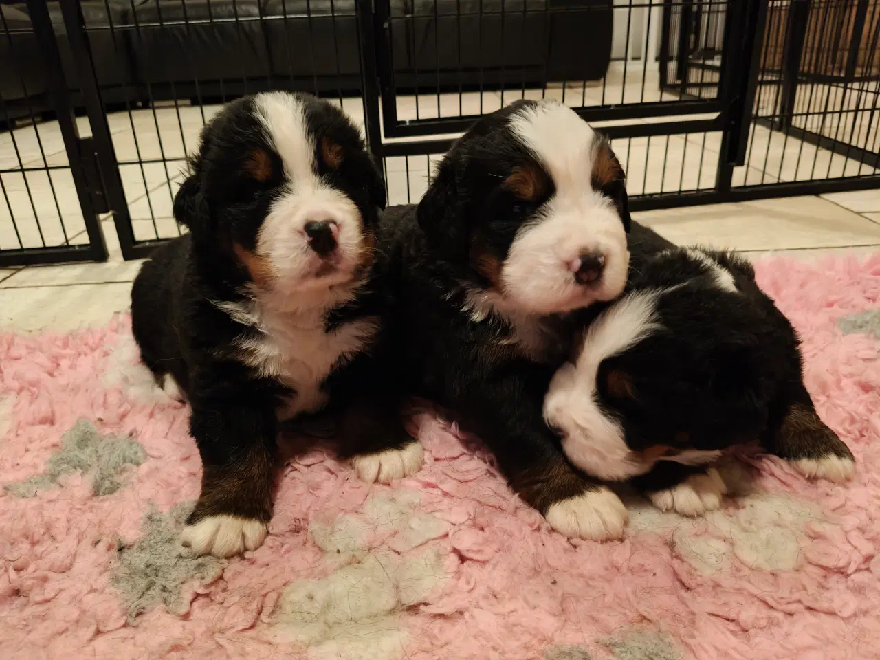 Billede 8 - Berner Sennen hanhvalp Dkk