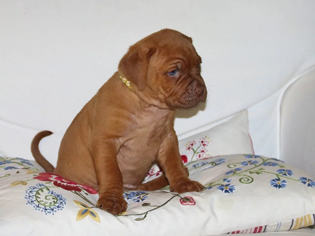 Billede 8 - Smukke fransk mastiff/Dogue de Bordeaux hvalpe 🐾