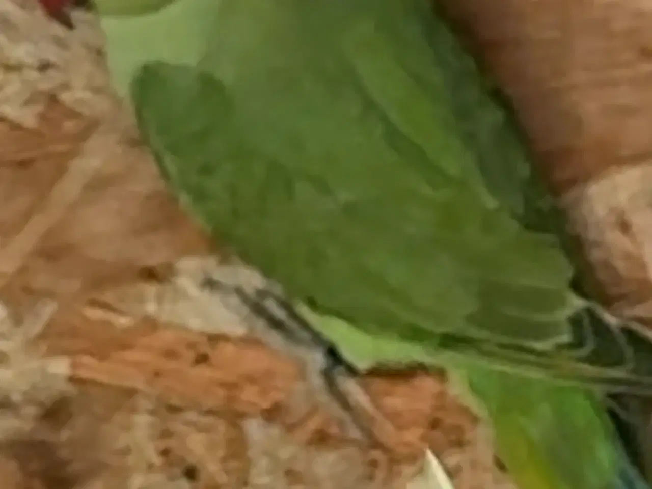 Billede 2 - Alexanderparakitter