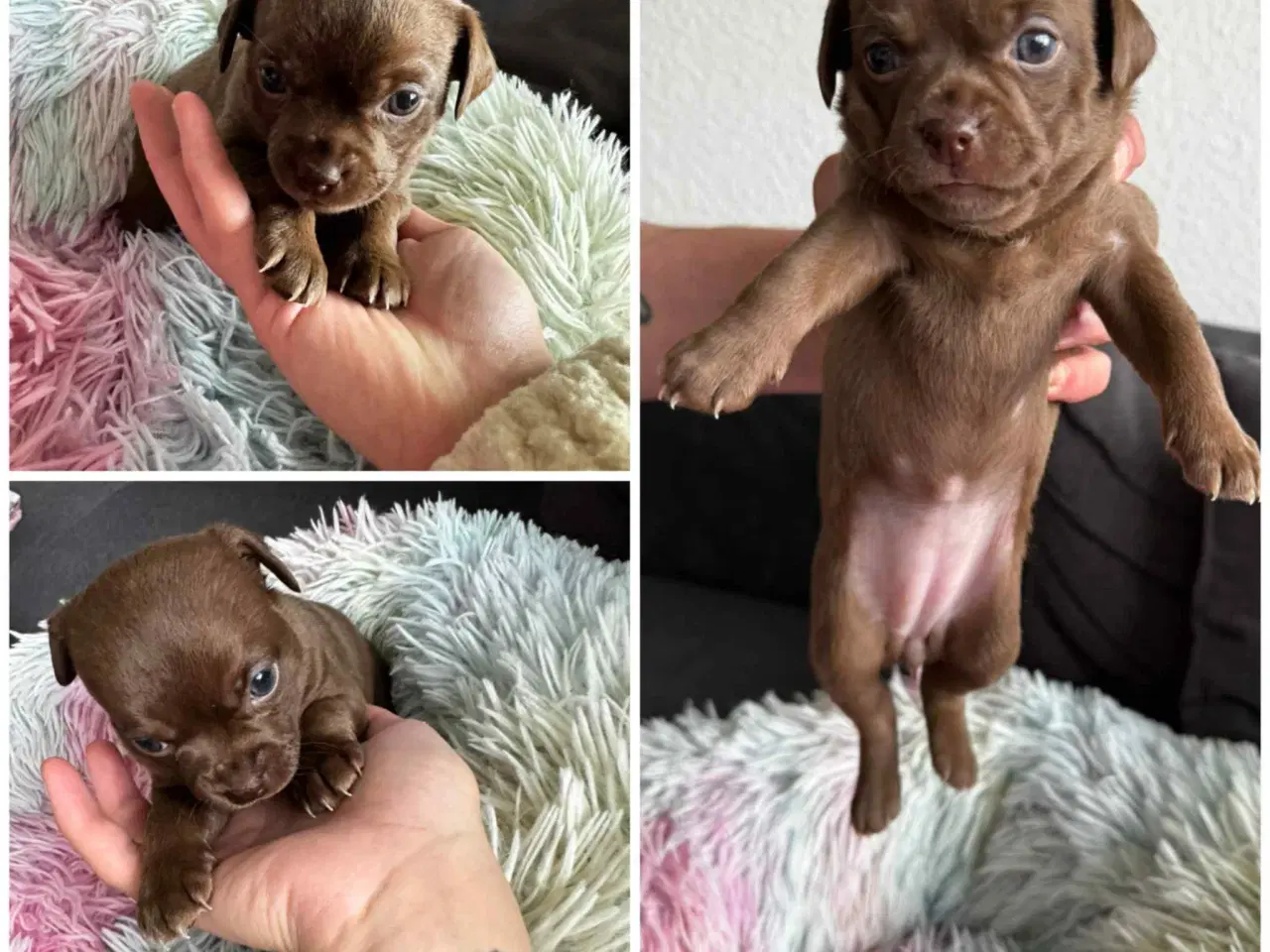 Billede 3 - Hunde hvalpe Chihuahua/pomchi